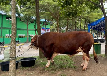 metrodeli/istimewa KURBAN PRABOWO : Salah satu sapi kurban bantuan kemasyarakatan dari Presiden Prabowo Subianto yang dialokasikan untuk Provinsi Sumatera Utara, Kamis 5 Juni 2025 di halaman Masjid Agung Sultan Thaf Sinar Basarsyah, Lubukpakam, Deliserdang, yang akan disembelih pada Iduladha 1446 H.