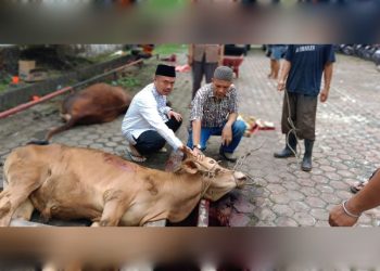 metrodeli/istimewa KURBAN : Ketua PWI Sumut H Farianda P Sinik sembelih enam ekor sapi dan tiga ekor kambing pada Hari Raya Idul Adha 1446 H/2025 M di Kantor PWI Sumut, Gedung Parada Harahap, Jalan Adinegoro No. 4 Medan, Sabtu 7 Juni 2025.